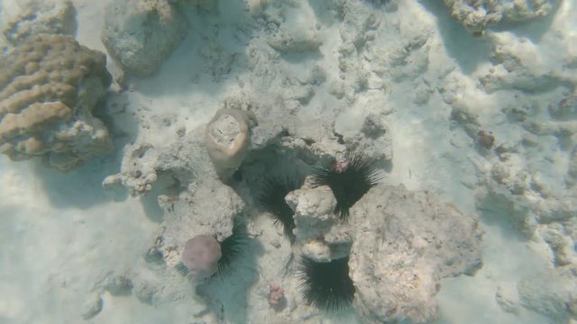 Snorkeling In Ocean, Coral Reef From First Person Perspective 