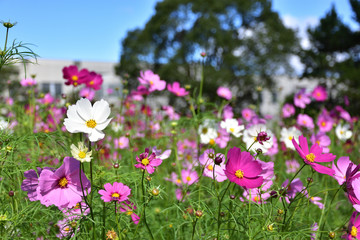 コスモス畑