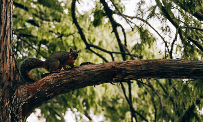 A squirrel on the branch of a tree