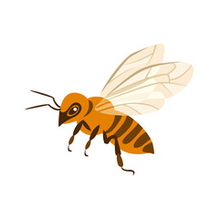Honey bee isolated on white background. Vector illustration of bee in cartoon flat style.