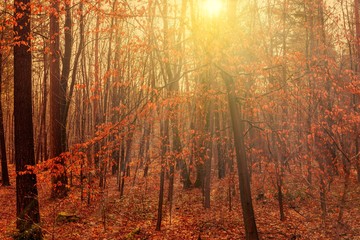 Wald im Herbst von der Sonne durchflutet