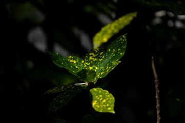 yellow dot pattern green leaves foliage plant