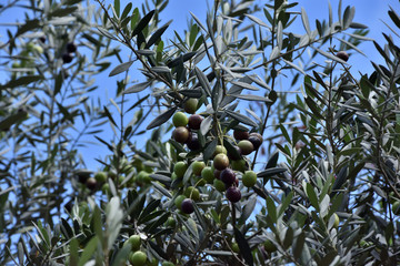 Fototapeta premium オリーブの実