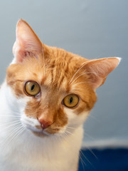 Portrait of ginger and white cat