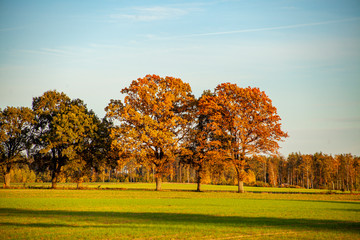 Drzewa na polu las jesień