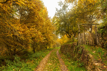 Paths next to Calatanazor dove in Soria