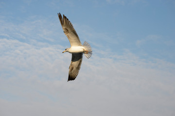 seagull flying under the blue sky