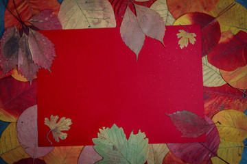 Colorful autumn leaves