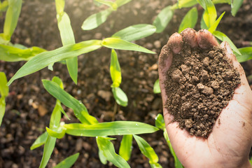 The hands of farmer boys are carrying rich loam in agricultural plots of seedlings of corn.