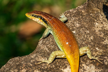 Bright orange lizard on top of the rock