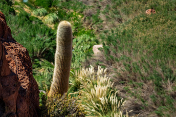 Huge cactus in the wild with text space