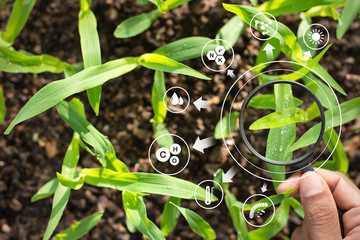 The hands of the farmer's man are using the extension. Shed the seedlings of corn and have the...