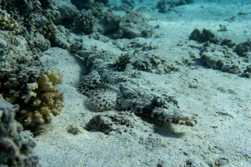 Fototapeta na wymiar Crocodilefish (Papilloculiceps longiceps) lies on a coral reef. 