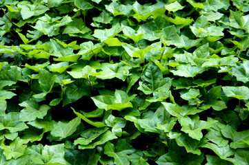 ivy leaves in the garden