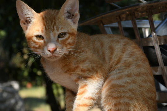 Orange Cat, looking front, stock photos