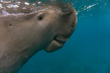 Sea cow or (Dugong) swiming in sea.	