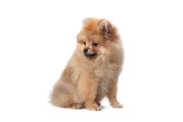 Fototapeta na wymiar Pomeranian yellow puppy dog in the studio