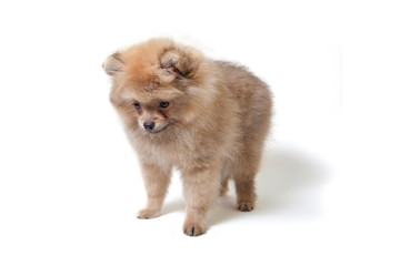 Fototapeta na wymiar Pomeranian yellow puppy dog in the studio