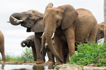 African elephants at waterhole Madikwe