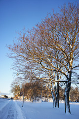 bright sunny winter path with snow and trees