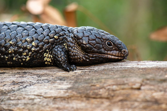 Shingleback or Tiliqua rugosa is a short-tailed, slow-moving species of blue-tongued skink found in Australia. 