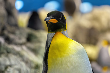 Emperor penguin looking straight ahead