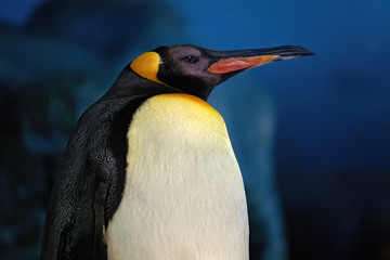 Emperor penguin on the frosty antarctic night