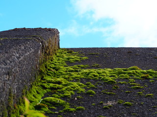 青ぞ後コケの写真