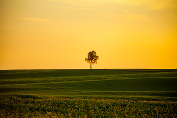 Zachód słońca samotne drzewo pole