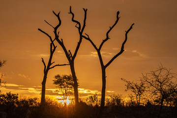 Fototapeta na wymiar Africa Sunset