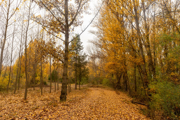 Fototapeta premium Road through a forest in autumn, Soria