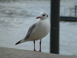 seagull on a post