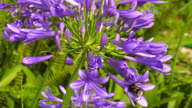 Agapanthus african lily in bloom with bumble bee