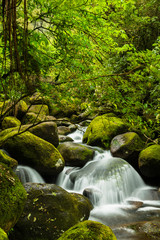 ニュージーランド　カイマイ・ママク森林公園のワイレレ・フォールズ・トラックの渓流