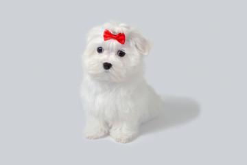 cute puppy lap dog in the studio