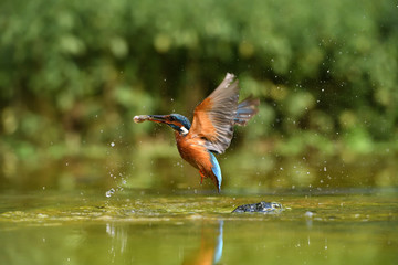 king fisher fishing