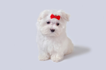 cute puppy lap dog in the studio