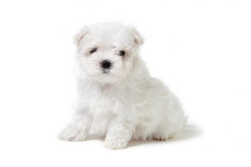 cute puppy lap dog in the studio