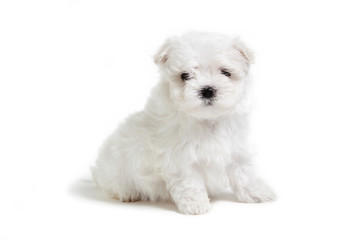 cute puppy lap dog in the studio