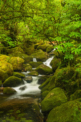 ニュージーランド　カイマイ・ママク森林公園のワイレレ・フォールズの渓流