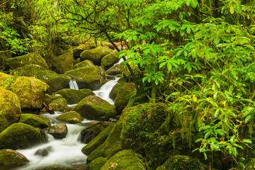 ニュージーランド　カイマイ・ママク森林公園のワイレレ・フォールズの渓流