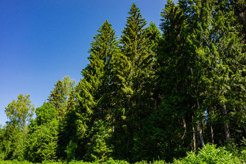 Obraz premium Evergreens and deciduous trees in virgin forest against blue sky. Beautiful summer landscape. Rest and enjoyment. Relaxation and meditation. Beauty of Russian nature in suburbs.