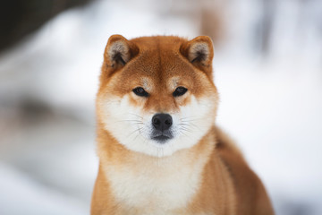 Beautiful Shiba Inu Dog in the winter forest