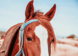 Fototapeta premium Red horse outdoor