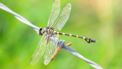 Dragonfly showing of eyes and wings detail.Macro shots, Beautiful nature scene dragonfly.