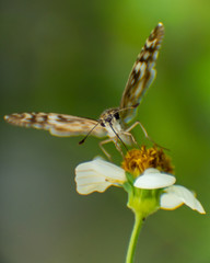 butterfly frontal shot on flower