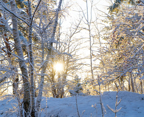 Bright winter day in Sweden. Frosted trees and snowy ground. Winter in scandinavia. Landscape wallpaper. Nature photo.