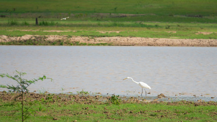 White Egret wading in the dry river and hunting.Great Egret looking for fish in rice field thailand.