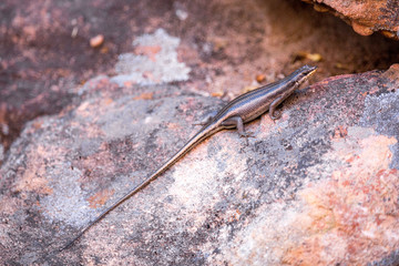 An iridescent lizard on a stone, Cederberg, South Africa