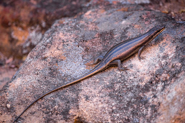An iridescent lizard on a stone, Cederberg, South Africa